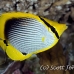 butterflyfish_blackbacked_ust_h_0106_pal0419.jpg